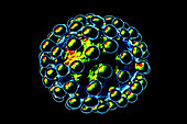 Coronavirus particle, illustration