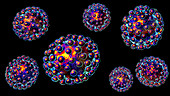 Coronavirus particles, illustration