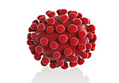 Coronavirus particle, illustration