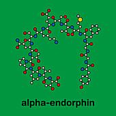 Alpha-endorphin endogenous opioid peptide molecule