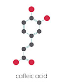 Caffeic acid molecule, illustration