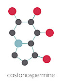 Castanospermine alkaloid molecule, illustration