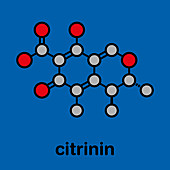 Citrinin mycotoxin molecule, illustration