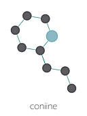 Coniine herbal toxin molecule, illustration