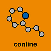 Coniine herbal toxin molecule, illustration