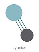 Cyanide anion chemical structure, illustration