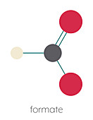 Formate anion, illustration