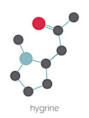 Hygrine coca alkaloid molecule, illustration