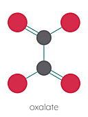 Oxalate anion chemical structure, illustration