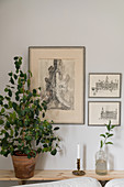 Houseplant on narrow console table below etchings on wall