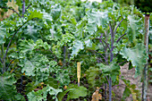 Lipped palm (Brassica oleracea var. Sabellica)
