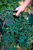 A man holding a basket with leaves of Lipped palm