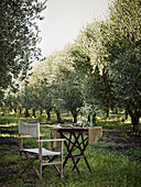 Outdoors setting, chair, table, grass, olive trees, fields