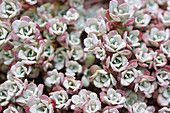 Sedum 'Lidakense'