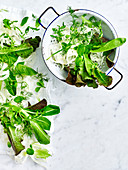 Salad leaves