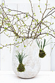 Knospende Blütenzweige in Vase dekoriert mit Schneeglöckchen-Mooskugeln