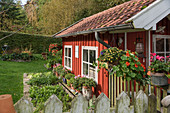 Red summerhouse with vegetable patch in late summer garden