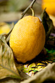 Frische Zitrone mit Zweig und Blättern