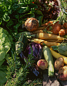 Assorted Fresh Vegetables