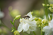 Biene an weißer Blüte von Akelei