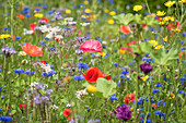 Blumenwiese mit Klatschmohn, Kornblumen, Borretsch, Wucherblumen und Büschelschön