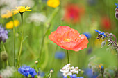 Blumenwiese mit Klatschmohn, Borretsch, Kornblumen und Wucherblume