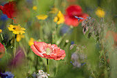 Blumenwiese mit Klatschmohn, Borretsch und Wucherblumen