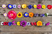 Tableau von einjährigen Sommerblumen