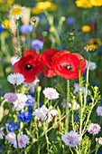 Poppies, cornflowers and tansy in wildflower meadow