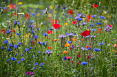 Blue tansy, cornflowers and poppies in wildflower meadow