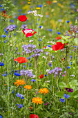 Tansy, cornflowers, poppies and pot marigolds in wildflower meadow