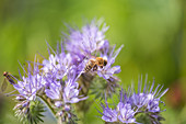 Honigbiene an Büschelschön