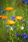 Pot marigolds and viper's buglos in wildflower meadow