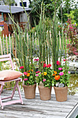 Screen of Japanese knotweed and zinnias in terracotta pots