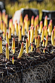 Tulpen als Schnittblumen werden in Kisten gezogen