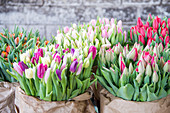 Tulpen als Schnittblumen für den Verkauf