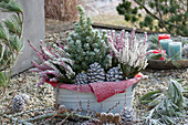 Jardiniere with sugar loaf spruce, budded heather and cones on a gravel terrace