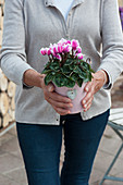 Woman holds pot with cyclamen