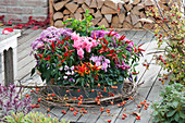 Zinc tub with cyclamen, chilli, autumn chrysanthemums and St. John's wort, clematis and sprigs with rose hips