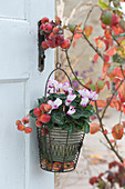 Cyclamen hanging in a wire basket on the door handle, decorated with ornamental apples