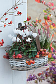 Basket with cyclamen and Calluna vulgaris 'Twin Girls', decorated with ornamental apples, hanging on the door handle