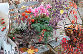 Wooden box with cyclamen, Calluna vulgaris 'Garden Girls', 'Twin Girls', Sedum rupestre and lantern plant
