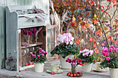 Cyclamen in pots and small bouquets and wreaths with budded heather and rose hips