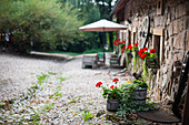 Flowering geraniums outside rustic stone house
