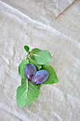 Two plums in a heart shape on leaves