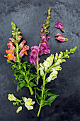 Snap dragon flowers on dark surface