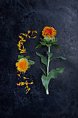 Safflowers (Carthamus tinctorius) on dark surface