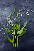 Blütenstiele vom Schneefelberich (Lysimachia clethroides) auf dunklem Untergrund