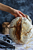 Hände halten frisch gebackenen Sauerteig-Brotlaib