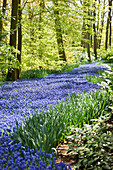 Carpet of grape hyacinths